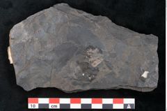 Foto (Detailansicht) von Ceratopetalum vivulare Ettingshausen (NHMW-GEO-2024-0188-10242a)